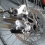Sprocket-2979